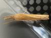 Agriphila tristella